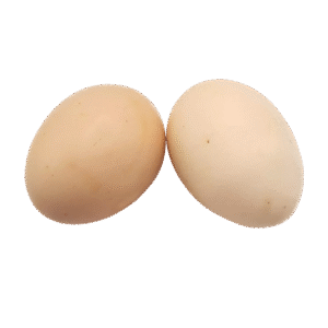 American Bresse Chicken EGGS By Dozen