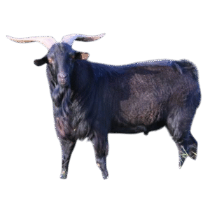 Whole FB Spanish Goat