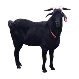 Whole Spanish Goat Cross